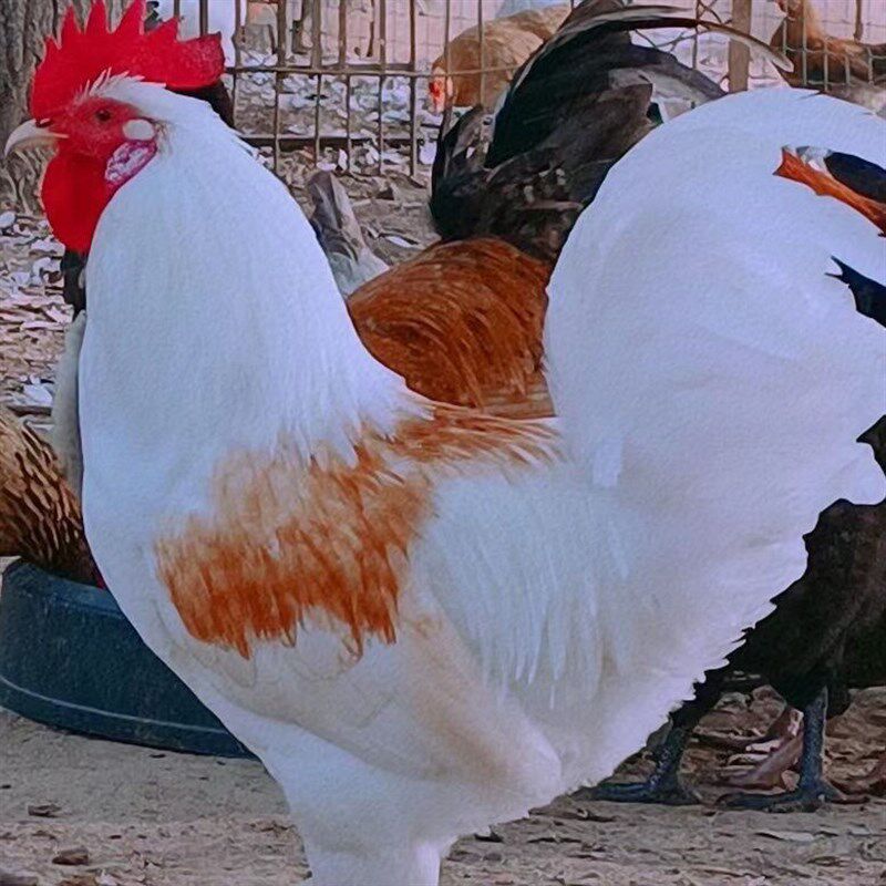 纯白鸡宠物鸡白羽鸡红羽观赏鸡成年鸡下蛋鸡花柴鸡老品种鸡,淘宝优惠券,粉丝福利购,淘宝优惠卷
