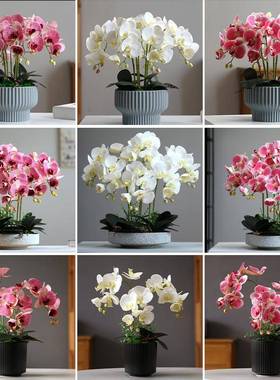 真蝴蝶兰柜轻奢现代家居室花内客厅仿餐厅装饰2023蝴蝶花摆设电视