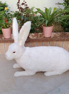 仿真大型兔玉兔件摆件大白家兔模居型大型动物开业橱MPN窗摄影摆