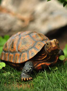 仿真CA85762动物龟乌脂摆件户外花园树别墅庭院水池鱼缸装饰布造