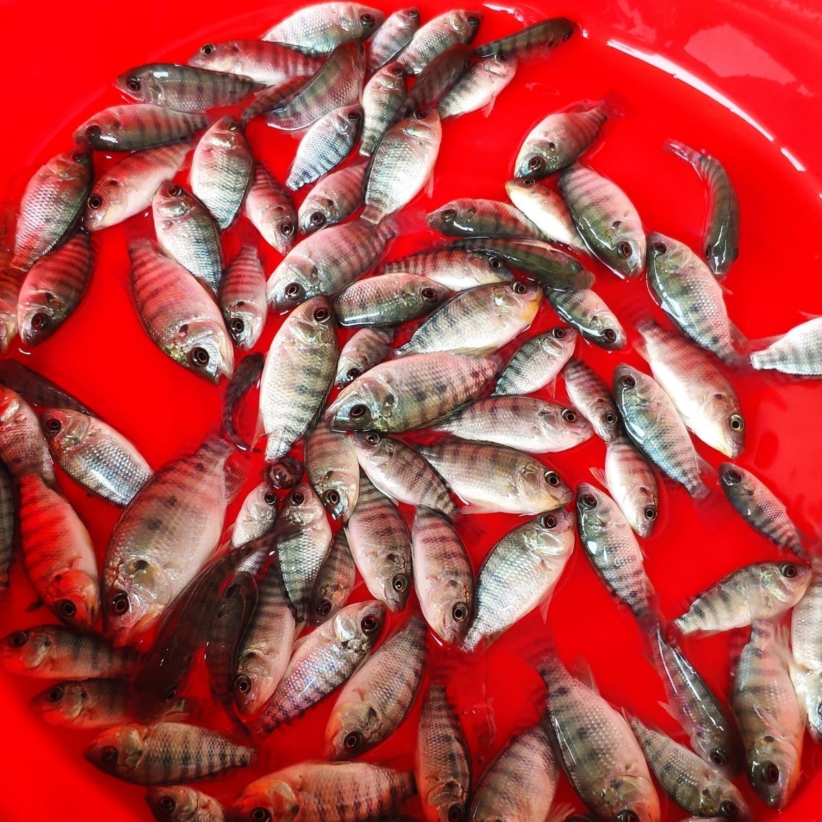 脆肉罗非鱼苗活体淡水养殖新吉富冷罗非水鱼凶猛鱼肉食鱼可食用鱼 - 图0