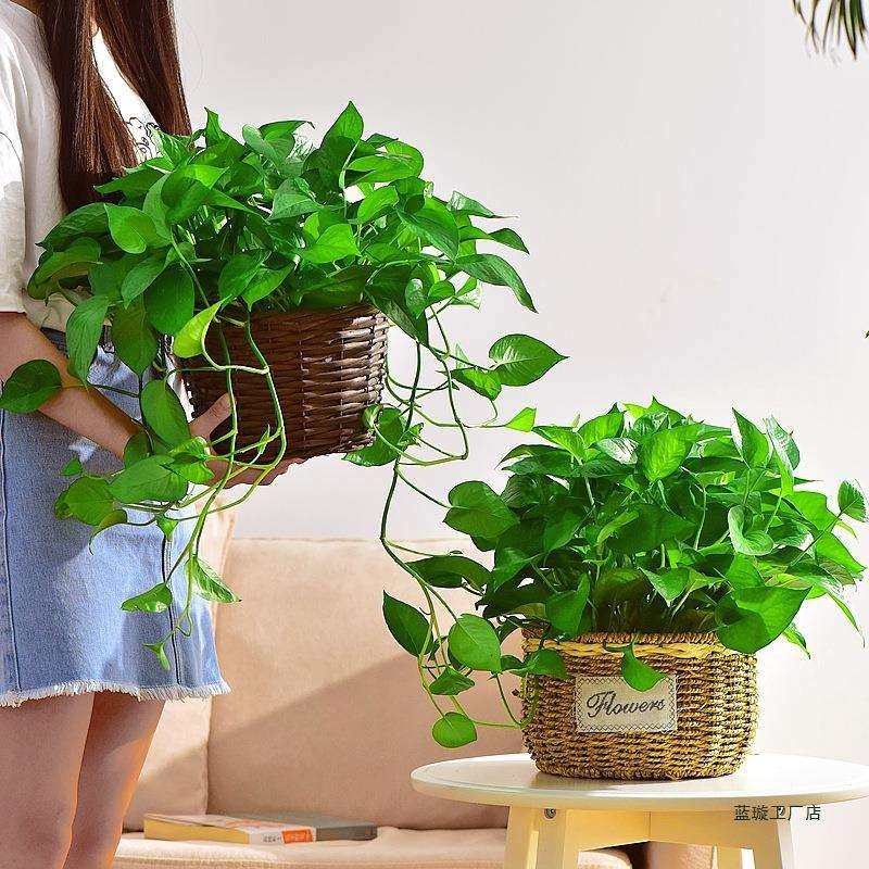 绿萝藤编盆栽植物花卉室内花盆水培净化空气套装吊兰好养客厅观叶,淘宝优惠券,粉丝福利购,淘宝优惠卷