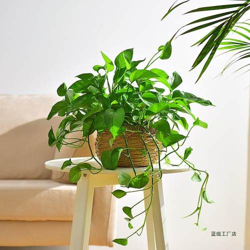 绿萝藤编盆栽植物花卉室内花盆水培净化空气套装吊兰好养客厅观叶 - 图2