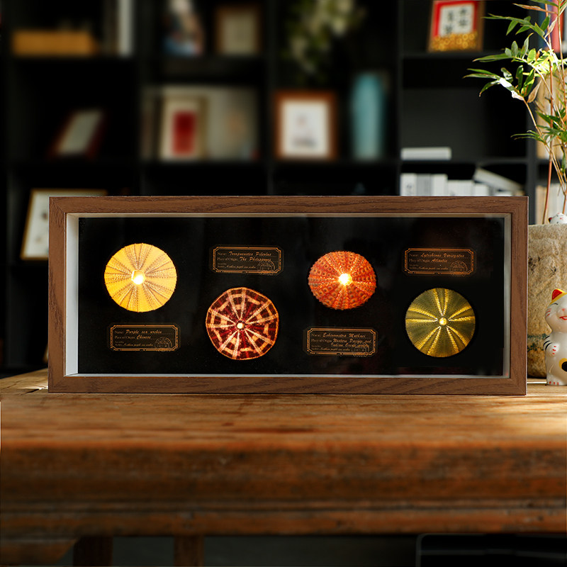 天然海胆气氛灯摆台相框装饰画家居创意生日礼品装饰品工艺品摆饰,淘宝优惠券,粉丝福利购,淘宝优惠卷