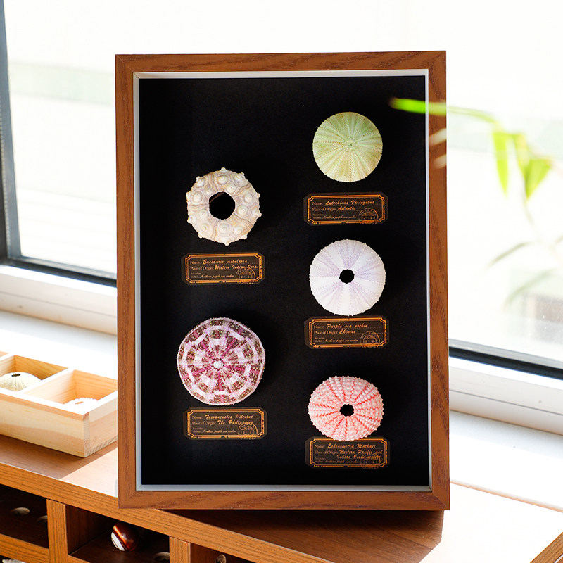 天然海胆气氛灯摆台相框装饰画家居创意生日礼品装饰品工艺品摆饰,淘宝优惠券,粉丝福利购,淘宝优惠卷