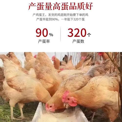 一斤半斤纯种小土鸡苗农村散养走地鸡青脚小鸡活苗笨鸡脱温苗母鸡 - 图1