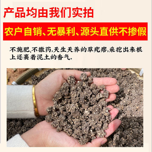 猫爪草原料猫爪草正品猫爪草野生猫爪草新货泡水煲汤姜 - 图1