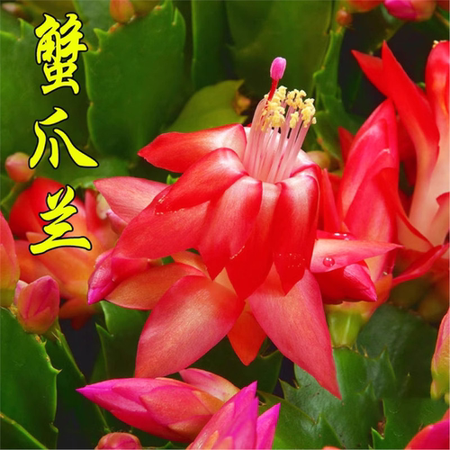 多色蟹爪兰盆栽带花苞小苗嫁接花苗大盆重瓣阳台室内盆栽花卉兰花 - 图1