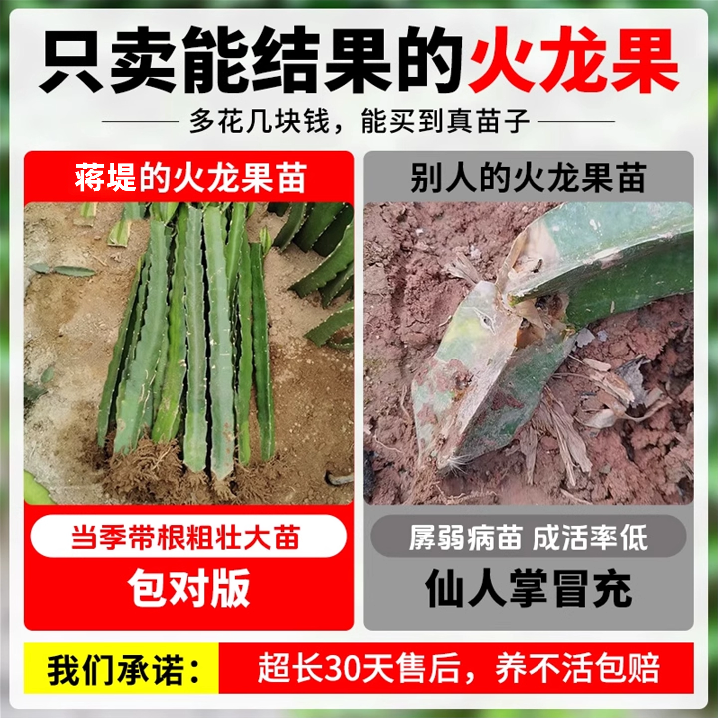 易栽红心火龙果嫁接果苗盆栽南北方四季种植水果树苗阳台当年结果,淘宝优惠券,粉丝福利购,淘宝优惠卷