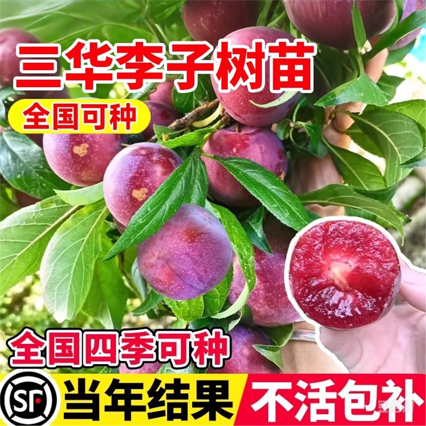 三华李子树苗红心新品种特大嫁接蜂糖李北南方种植水果树果苗大全,淘宝优惠券,粉丝福利购,淘宝优惠卷