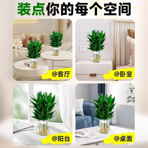 观音竹富贵竹粗杆水培带根绿植绿萝室内好养常青客厅招财转运 - 图3