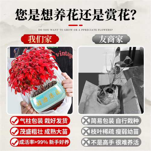 火焰南天竹盆栽客厅室内绿植红叶桌面盆景小矮桩特级树苗四季好养 - 图1