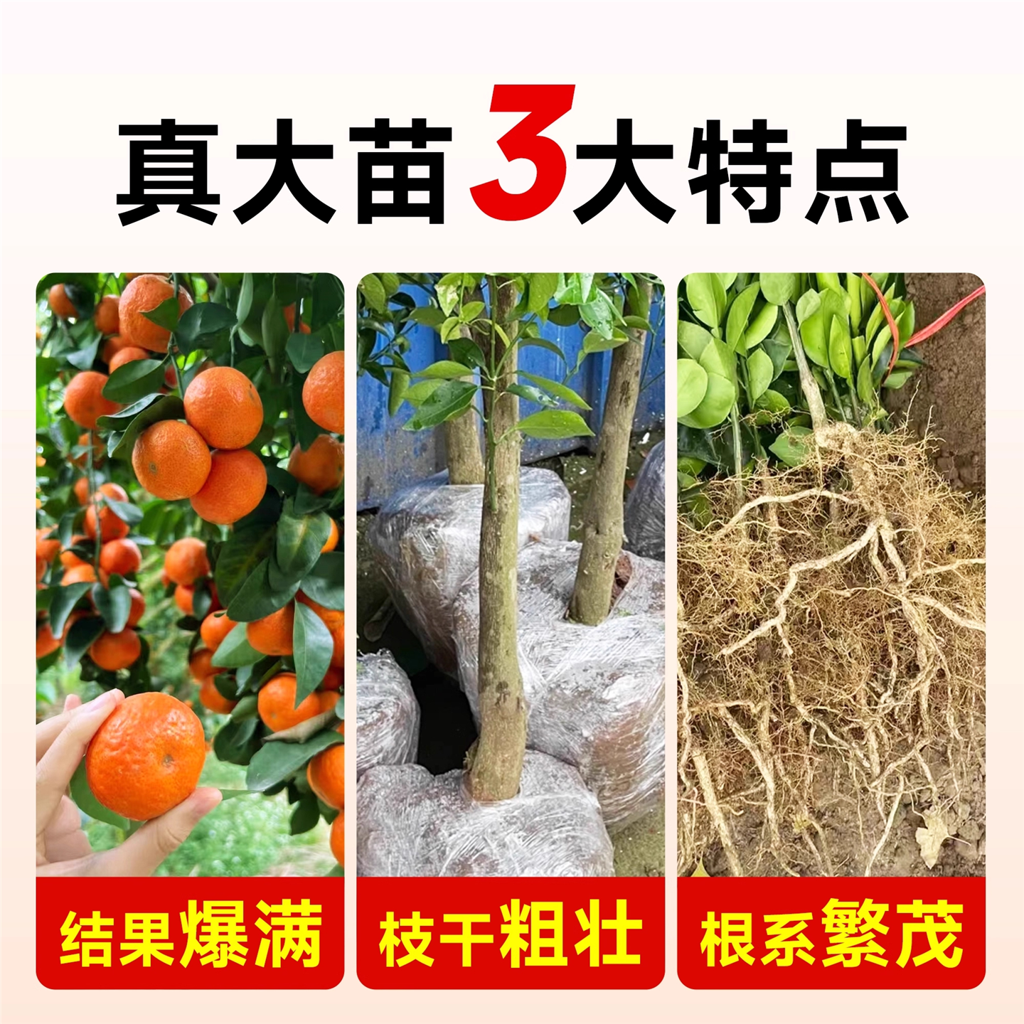 易栽好养沙糖桔树苗地栽盆栽种植橘子树苗柑桔果树果苗嫁接砂糖橘,淘宝优惠券,粉丝福利购,淘宝优惠卷