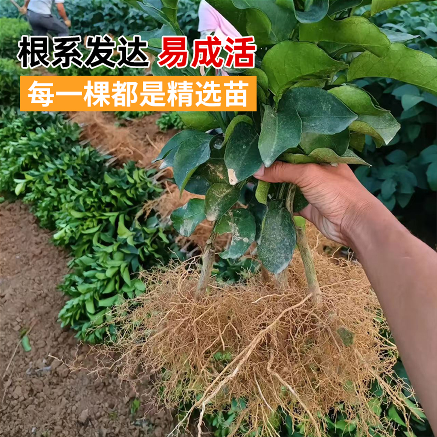 四川春见耙耙柑树苗嫁接果树粑粑柑砂糖橘子树苗南北方种植水果苗,淘宝优惠券,粉丝福利购,淘宝优惠卷