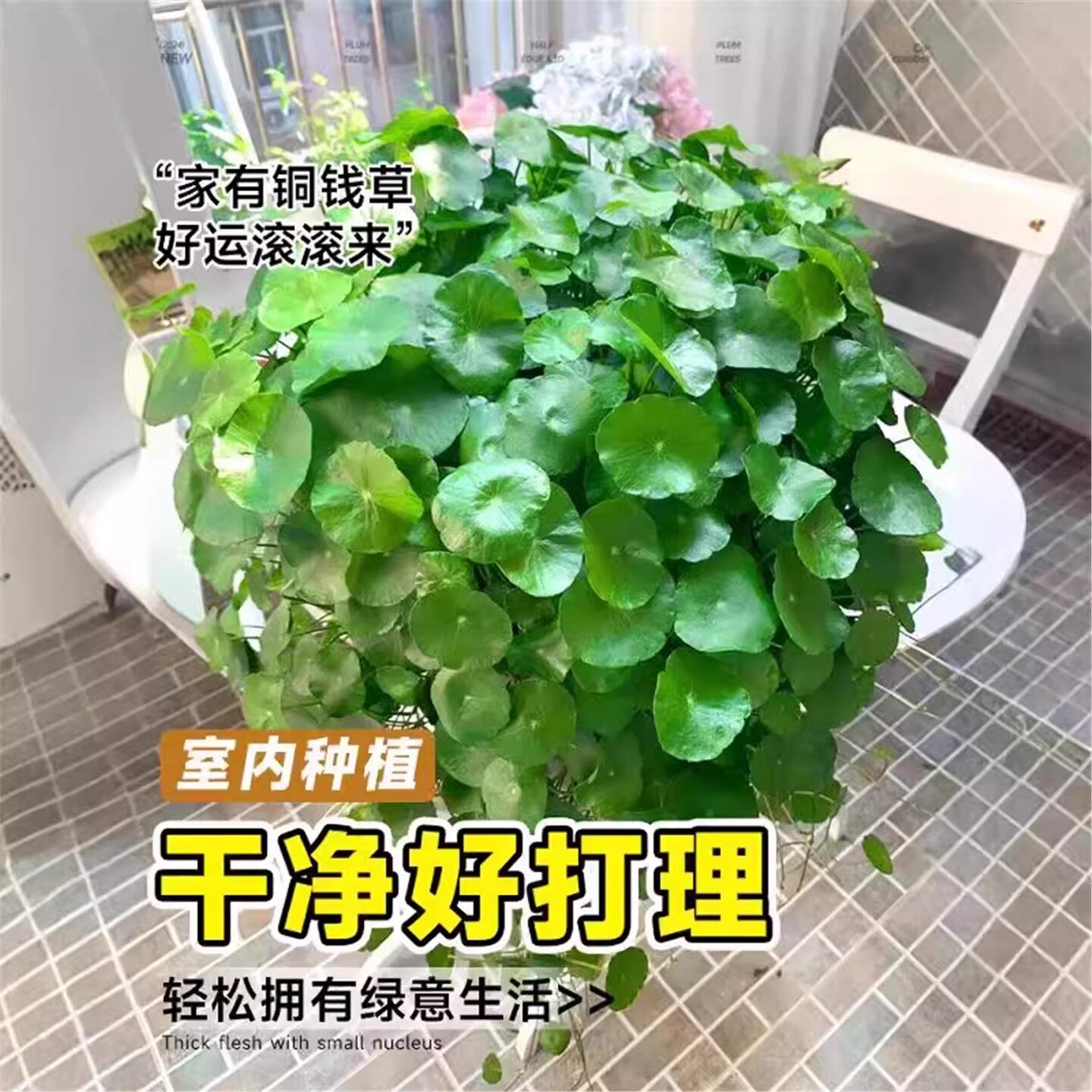 精品大叶铜钱草水培植物金钱草盆栽水养绿植办公室内好养客厅旺宅,淘宝优惠券,粉丝福利购,淘宝优惠卷