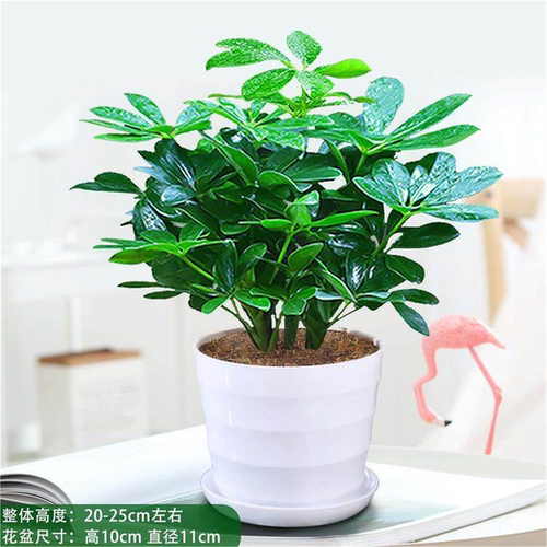 八方来财四季常青鸭脚木室内阳台桌面绿植盆栽花卉发财树苗招旺财 - 图1