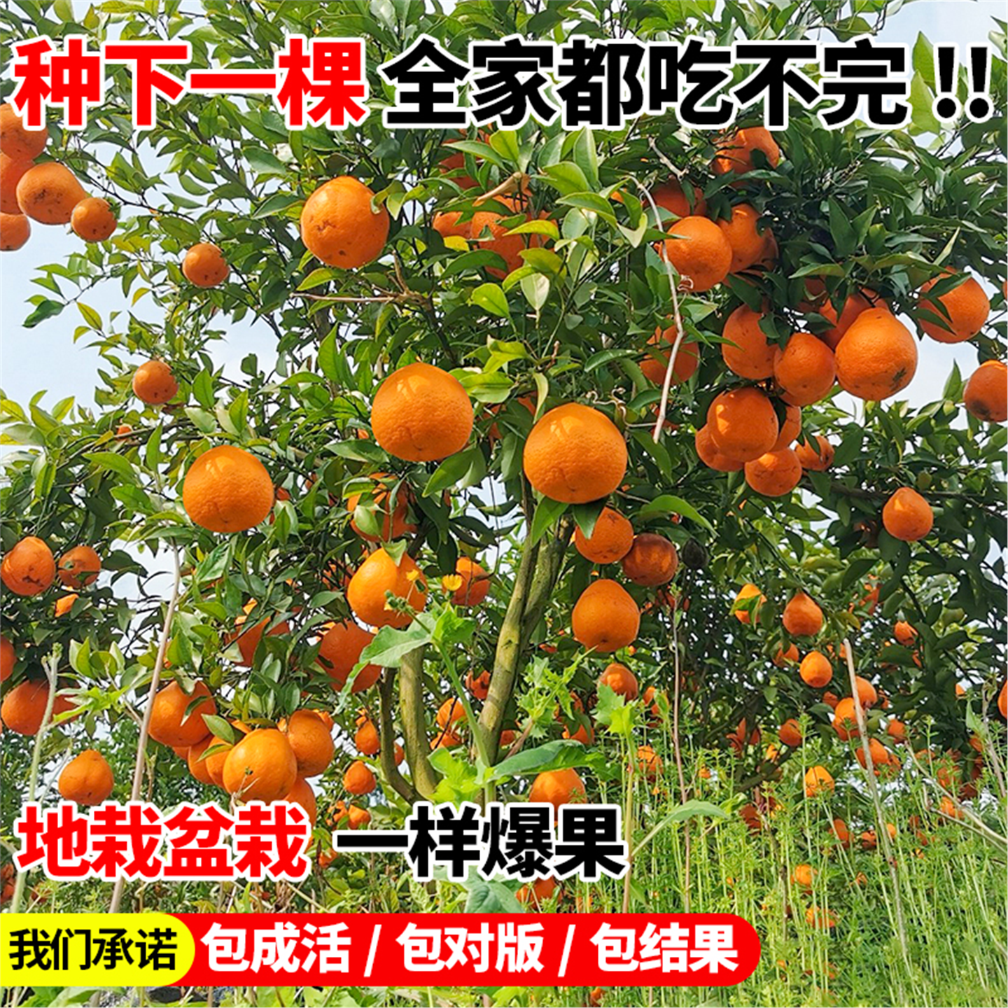 四川春见耙耙柑树苗嫁接果树粑粑柑砂糖橘子树苗南北方种植水果苗,淘宝优惠券,粉丝福利购,淘宝优惠卷