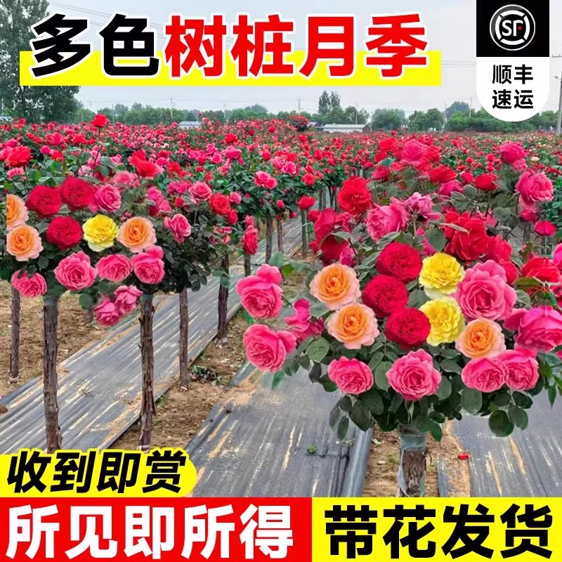 棒棒糖月季树桩月季花苗庭院多季开花植物盆栽特大玫瑰花树苗老桩 - 图3