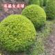 Small-leaf boxwood bulb, large-leaf holly bulb, heather bulb