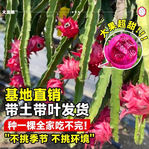 火龙果树果苗盆栽四季结果南北方种植白心黄金燕窝红心火龙果苗树 - 图0