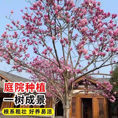 红白黄广玉兰花树苗带花苞二乔紫玉兰苗大树庭院地栽盆栽玉兰植物 - 图0