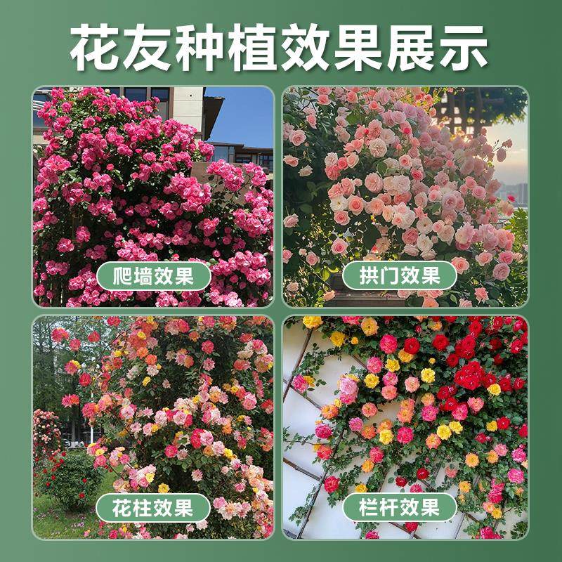 特大粉色龙沙宝石爬藤月季花树苗盆栽爬墙蔷薇四季好养开花苞玫瑰,淘宝优惠券,粉丝福利购,淘宝优惠卷