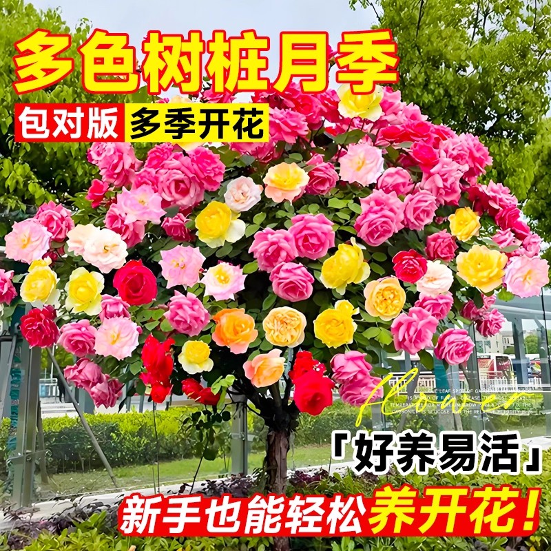 棒棒糖月季树桩月季花苗庭院多季开花植物盆栽特大玫瑰花树苗老桩 - 图0