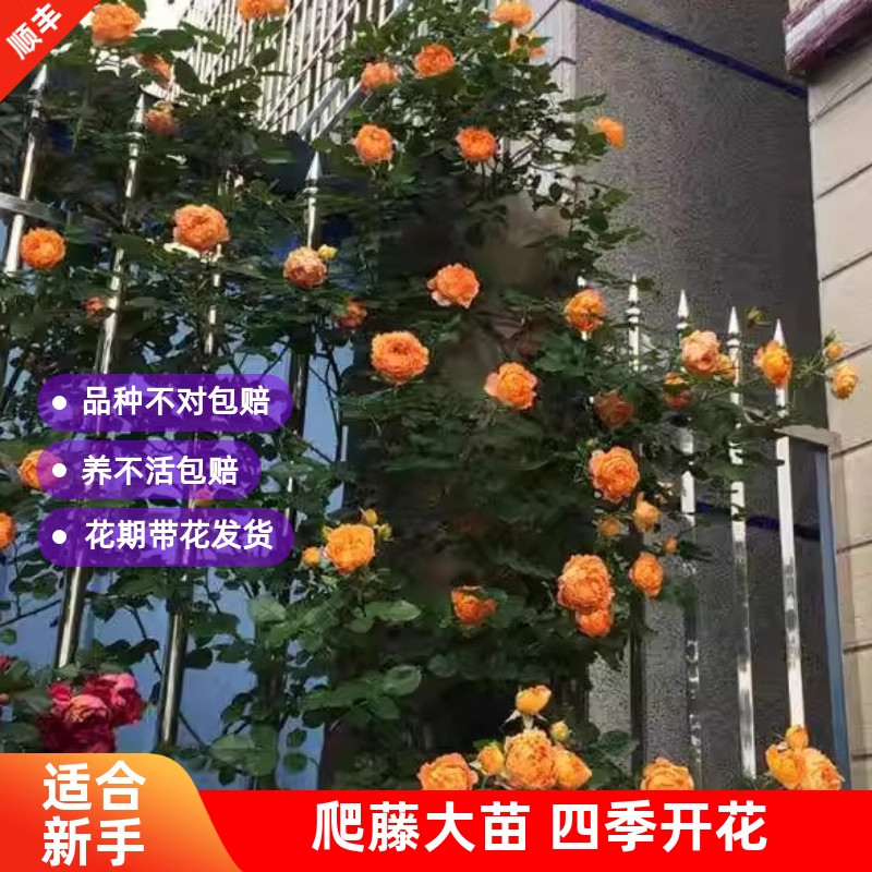 蜂蜜焦糖藤本月季花大苗盆栽阳台庭院四季开花卉爬藤蔷薇玫瑰抗病,淘宝优惠券,粉丝福利购,淘宝优惠卷