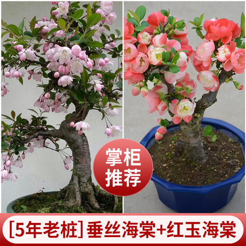 海棠盆栽带花苞长寿冠老桩树苗四季耐寒好养重瓣花卉室内阳台植物 - 图2