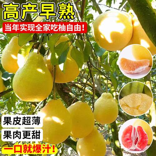 柚子树苗红心蜜柚沙田柚青柚四季果树果苗大全嫁接苗盆栽南方种植 - 图0