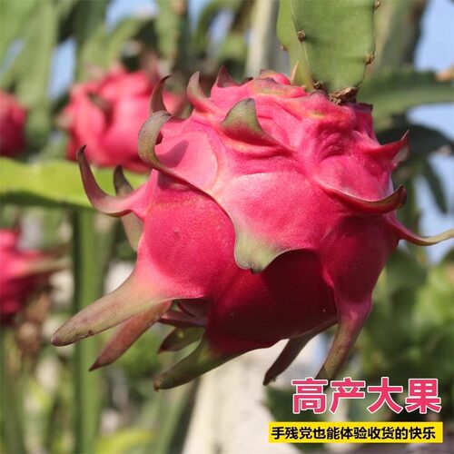 火龙果树果苗盆栽四季结果南北方种植白心黄金燕窝红心火龙果苗树 - 图3