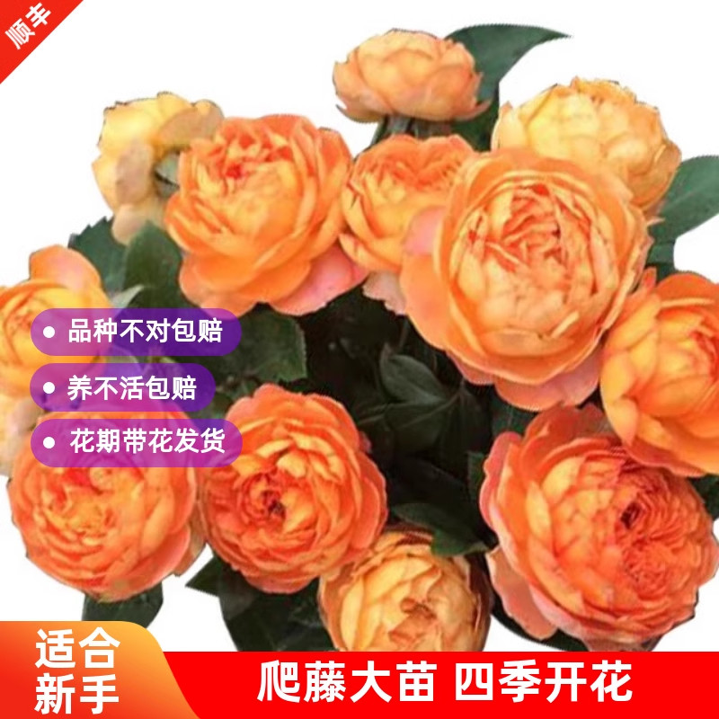 蜂蜜焦糖藤本月季花大苗盆栽阳台庭院四季开花卉爬藤蔷薇玫瑰抗病,淘宝优惠券,粉丝福利购,淘宝优惠卷