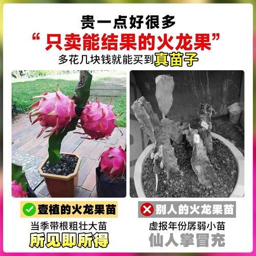 火龙果树果苗盆栽四季结果南北方种植白心黄金燕窝红心火龙果苗树 - 图1