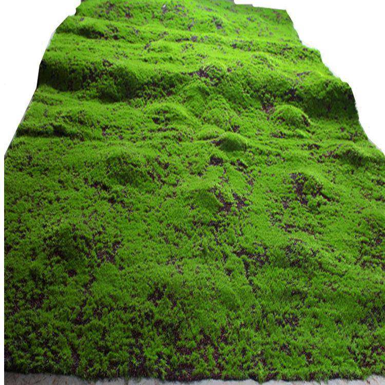 假苔藓仿真青苔藓草皮假草坪盆景铺面假绿植物墙橱窗墙面装饰,淘宝优惠券,粉丝福利购,淘宝优惠卷