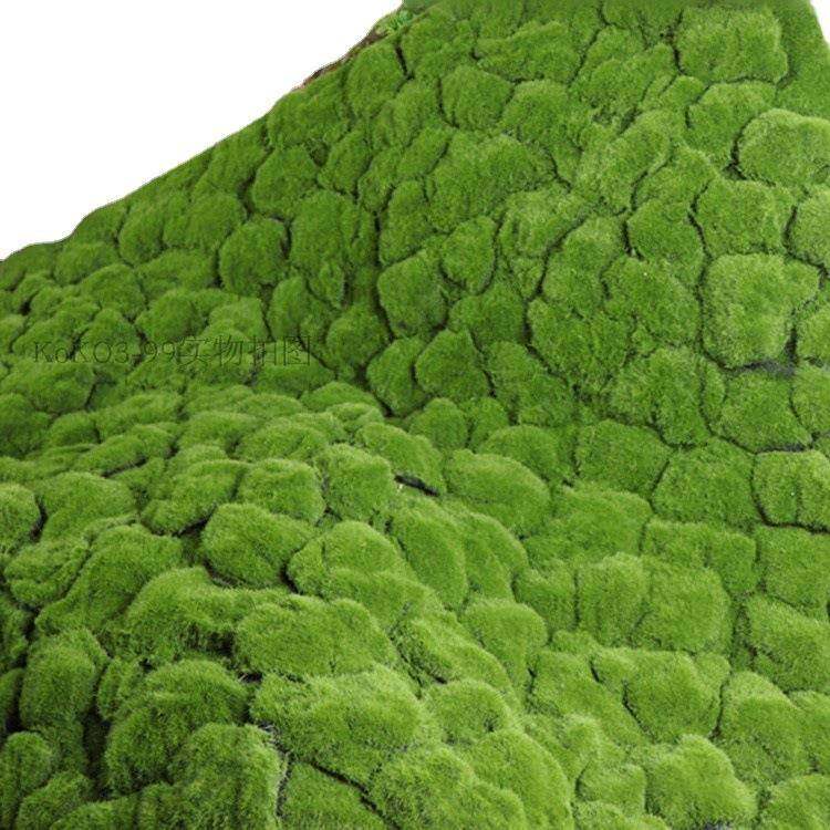 假苔藓仿真青苔藓草皮假草坪盆景铺面假绿植物墙橱窗墙面装饰,淘宝优惠券,粉丝福利购,淘宝优惠卷