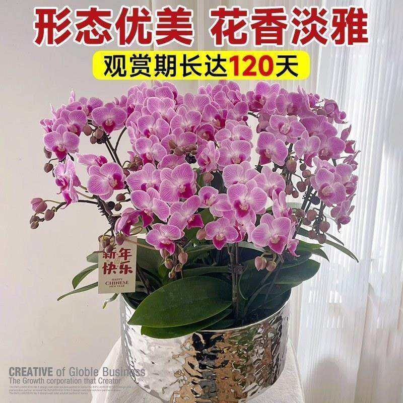 精选蝴蝶兰花苗带花剑带花苞盆栽客厅室内植物花卉四季好养活,淘宝优惠券,粉丝福利购,淘宝优惠卷