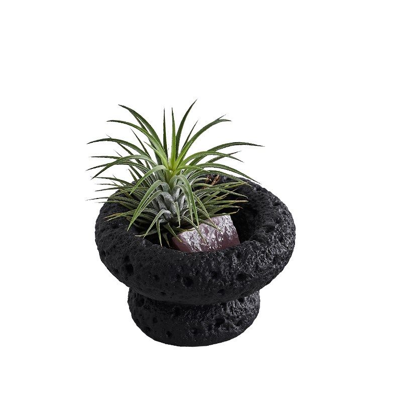 空气凤梨桌面绿植室内小盆栽植物好养四季懒人情绪稳定花卉,淘宝优惠券,粉丝福利购,淘宝优惠卷