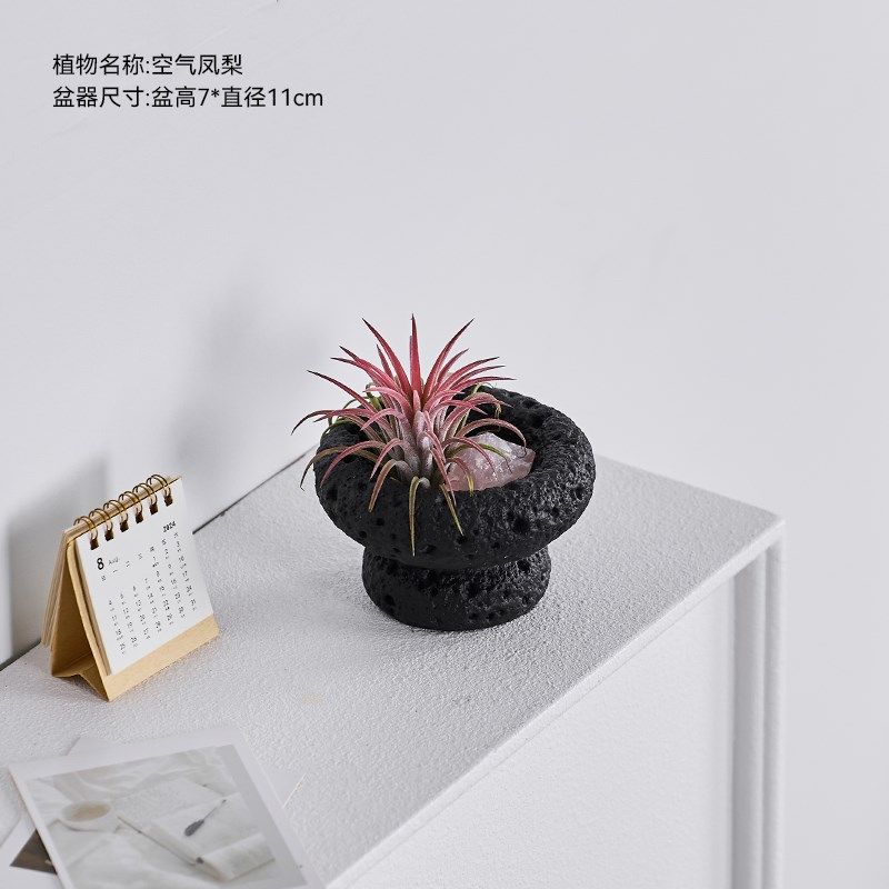 空气凤梨桌面绿植室内小盆栽植物好养四季懒人情绪稳定花卉,淘宝优惠券,粉丝福利购,淘宝优惠卷