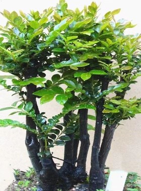 小叶紫檀盆景植物树桩室内客厅桌面老桩盆栽四季常青易养绿植