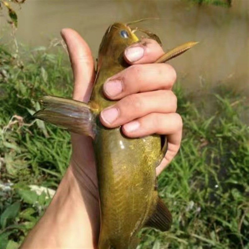 [U ]款远投丸世6号5钩沙尖串钩滩钓滑鱼钓组防缠远米鲫沙梭黄骨鱼,淘宝优惠券,粉丝福利购,淘宝优惠卷