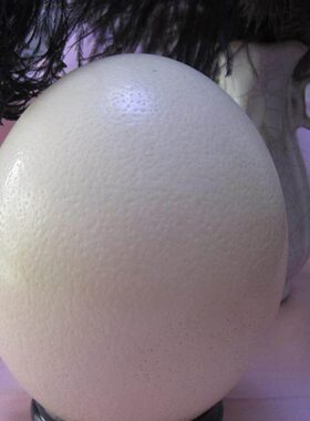 鸵鸟壳蛋托形 鸸驼鸟蛋雕工鹋艺蛋品水球架托托盘  支架晶球底座