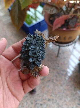 厂家直销精工打造细节满满大鳄龟模型1号