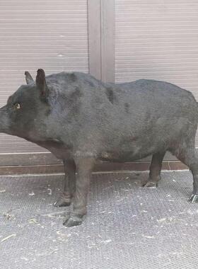 厂家直销彷真猪模型野猪动物摆件田园装饰道具教学标本农场饭店