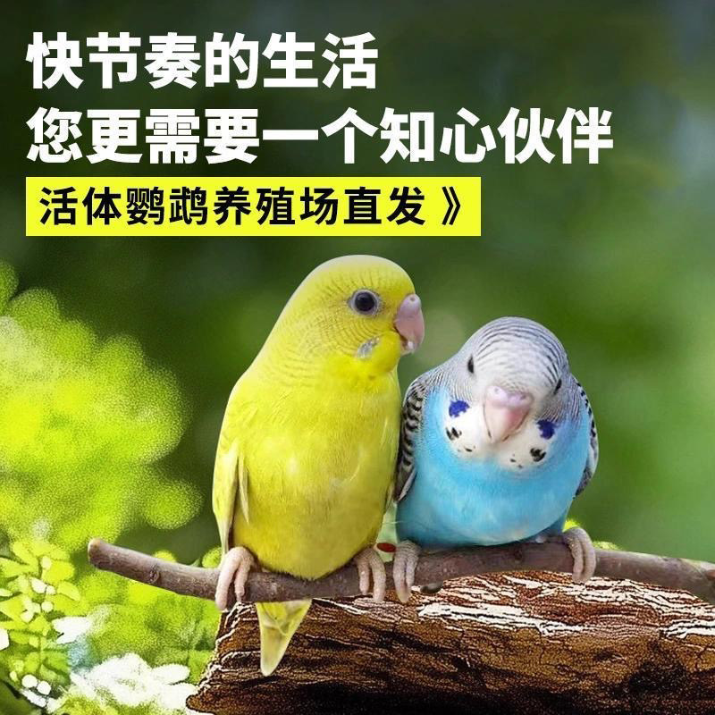 鹦鹉活鸟活物虎皮鹦鹉会学说话的鸟类宠物鸟云斑小型家养小鸟活体,淘宝优惠券,粉丝福利购,淘宝优惠卷