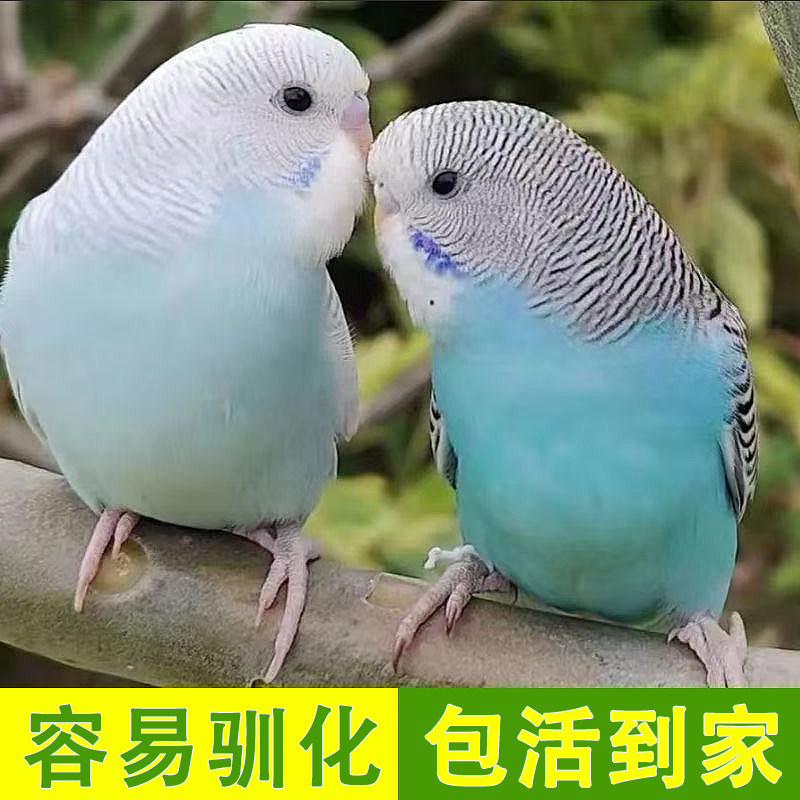 鹦鹉活鸟活物虎皮鹦鹉会学说话的鸟类宠物鸟云斑小型家养小鸟活体,淘宝优惠券,粉丝福利购,淘宝优惠卷