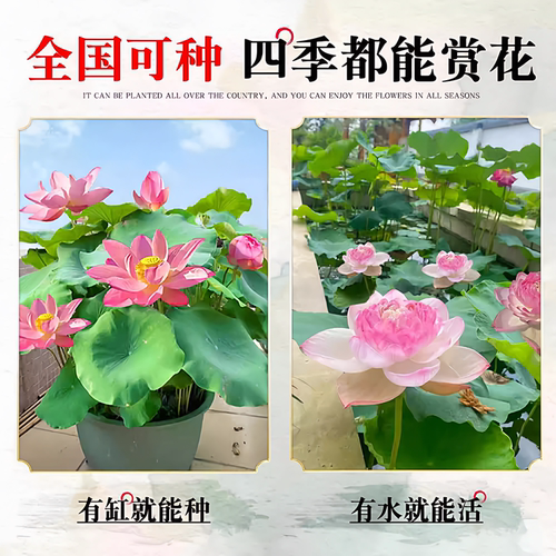 观赏荷花种藕苗碗莲花苗重瓣荷花盆栽水养四季种植阳台池塘大睡莲 - 图2