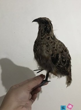 仿真鹌鹑模型园林摆件羽毛动物影视拍摄道具小鸟模型室内鸟笼装饰