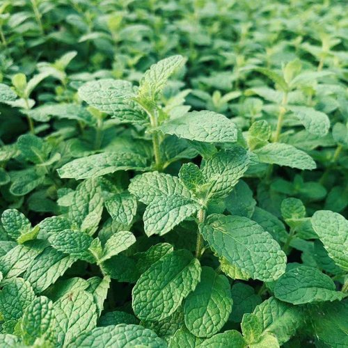 可食用薄荷盆栽【30种口味】Mentha香草植物留兰香阳台种植 - 图2