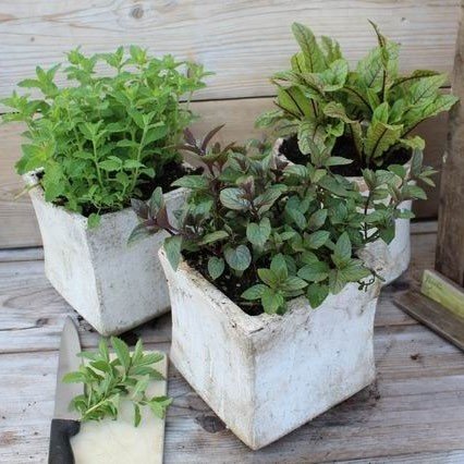 可食用薄荷盆栽【30种口味】Mentha香草植物留兰香阳台种植 - 图1