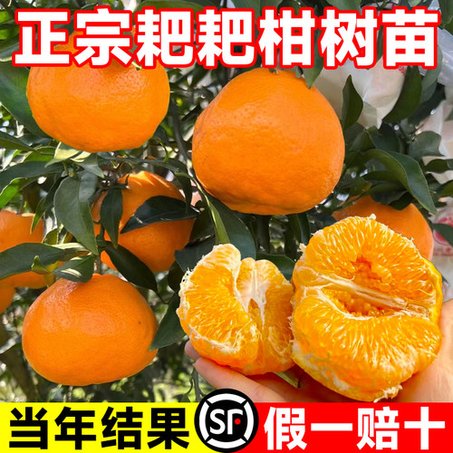 正宗四川春见耙耙柑树苗嫁接柑橘树苗地栽不知丑橘苗当年结果橘子 - 图0
